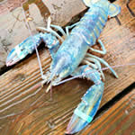 Blue Lobster