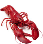 Maine Lobster